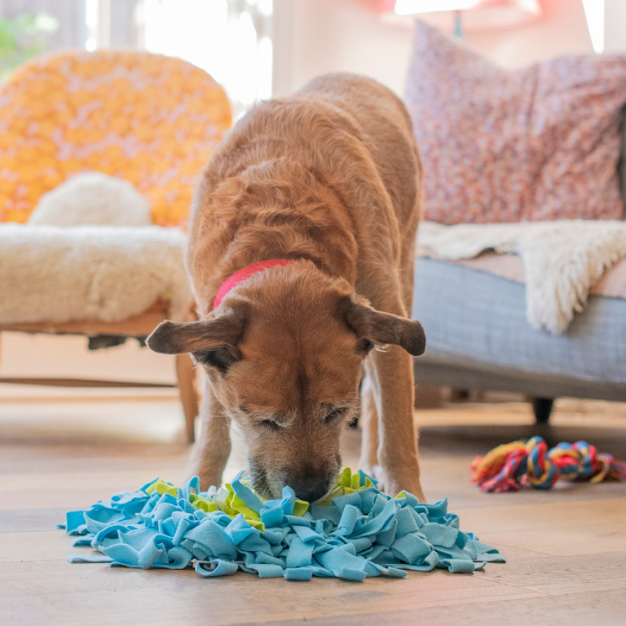 Dog leaning over snuffle mat in home lounge
