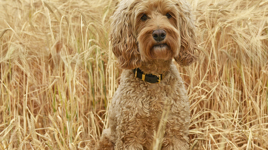Cockapoo dog breed, gold and brown curly coat