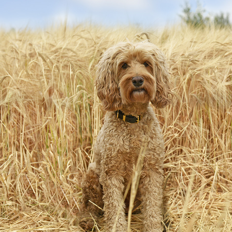 Cockapoo dog breed, gold and brown curly coat