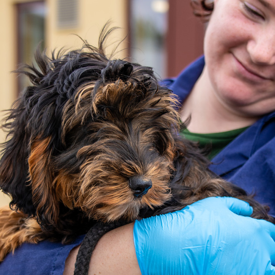 Woodgreen employee holding dog in arms with surgical gloves