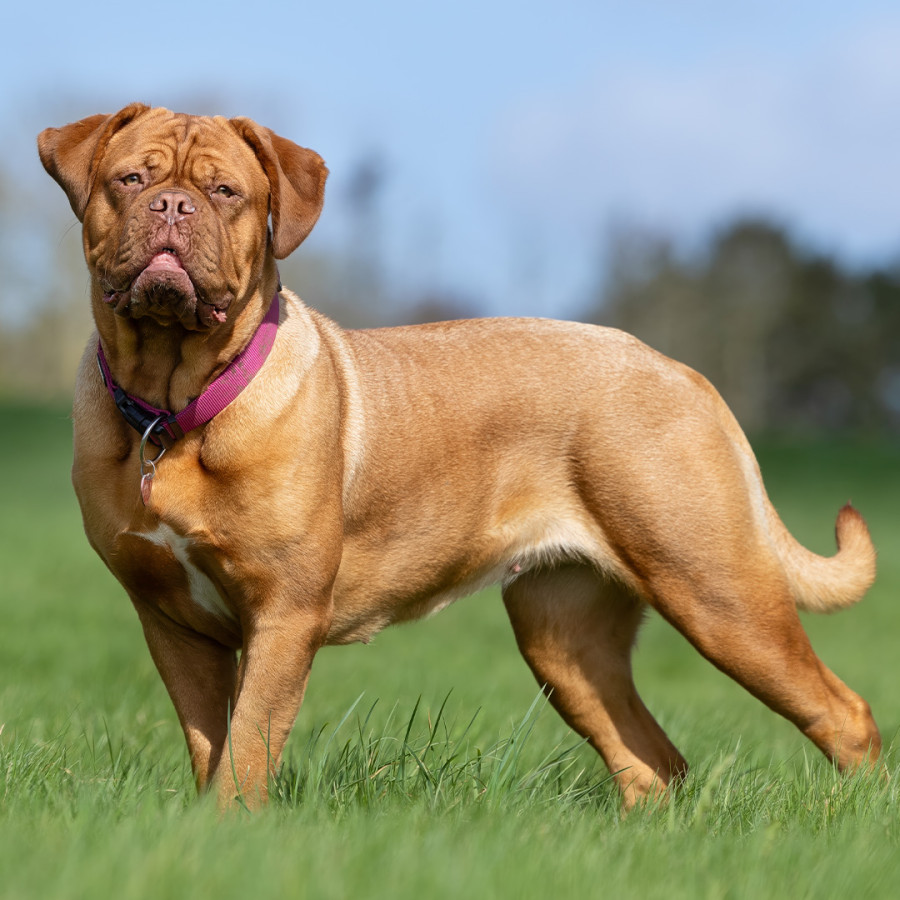 A large, muscular Dogue de Bordeaux standing in a green field wearing a pink collar, facing forward with a strong posture, wrinkled facial features, and a short fawn-colored coat.