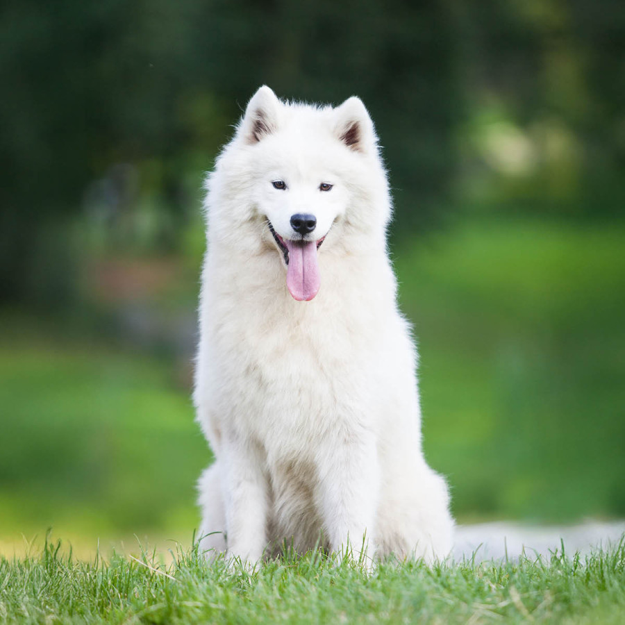 A white, fluffy Samoyed dog sitting on a grassy hill with its tongue out in a happy expression.