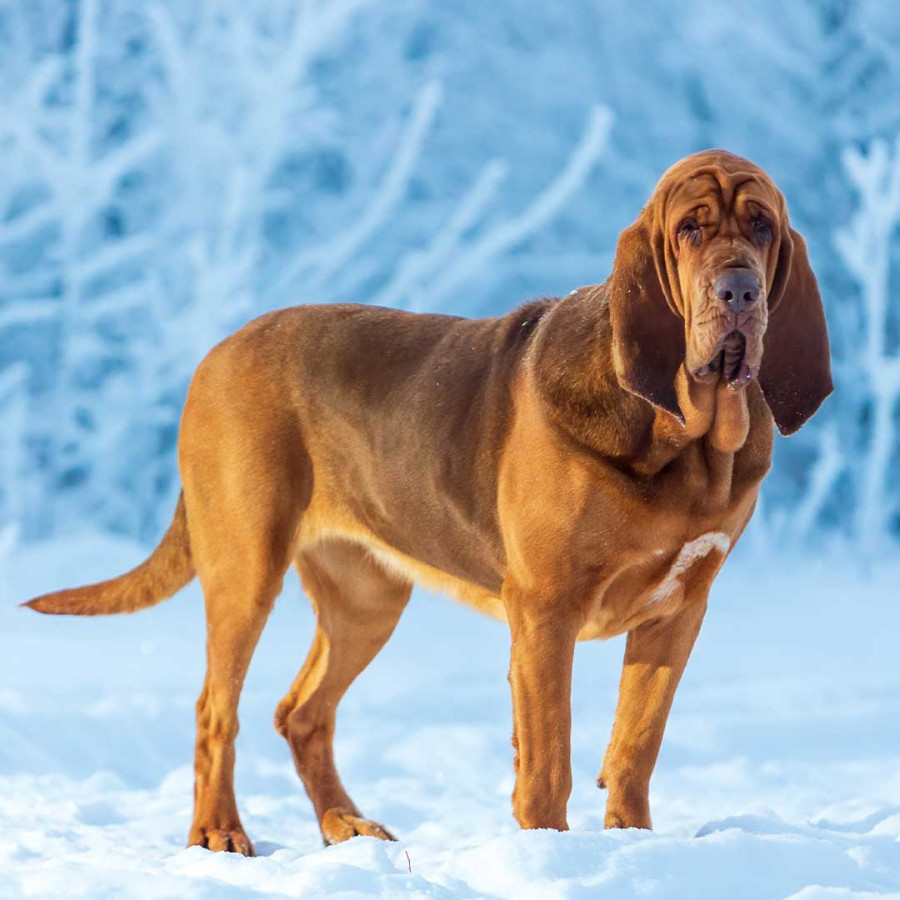 A tan Bloodhound dog standing in snow.