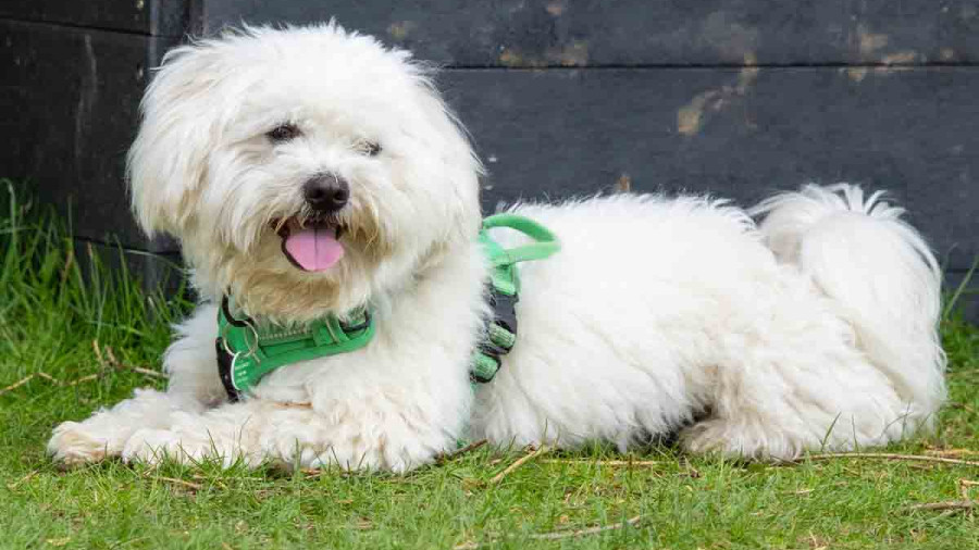 A square-format photo of a small, fluffy white dog resting on a lawn. The dog is wearing a green harness and has a happy expression with its mouth slightly open. The image is cropped more tightly around the dog, with a dark wooden wall in the background and green grass in the foreground.