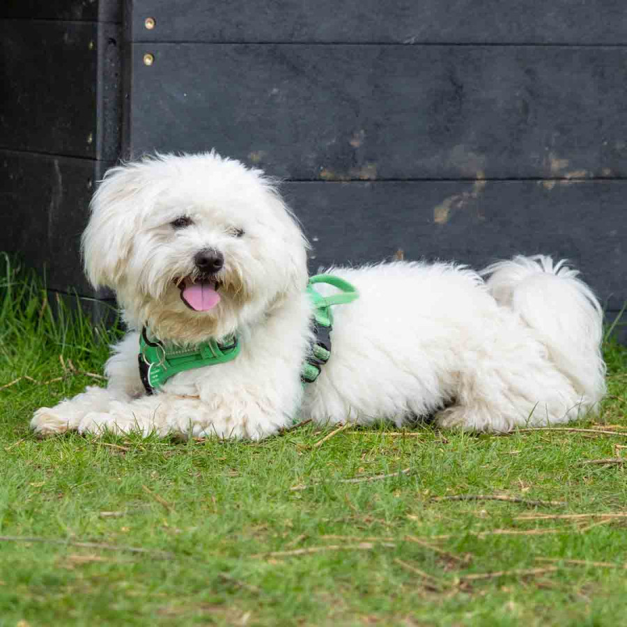 A square-format photo of a small, fluffy white dog resting on a lawn. The dog is wearing a green harness and has a happy expression with its mouth slightly open. The image is cropped more tightly around the dog, with a dark wooden wall in the background and green grass in the foreground.