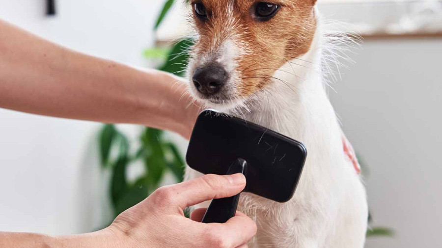A Jack Russell Terrier with brown and white fur sits calmly on a surface while being groomed indoors. A person&rsquo;s hands are visible: one hand gently supports the dog from behind, while the other hand holds a black slicker brush, combing the fur on the dog's chest. The dog is looking forward with an alert expression. In the softly blurred background, a green houseplant stands near a light-colored wall.