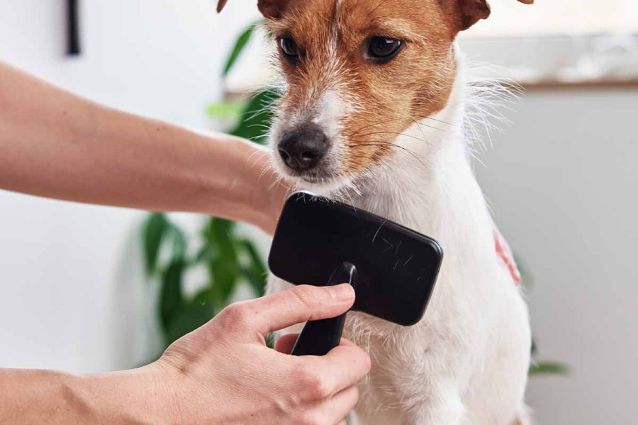 A Jack Russell Terrier with brown and white fur sits calmly on a surface while being groomed indoors. A person&rsquo;s hands are visible: one hand gently supports the dog from behind, while the other hand holds a black slicker brush, combing the fur on the dog's chest. The dog is looking forward with an alert expression. In the softly blurred background, a green houseplant stands near a light-colored wall.