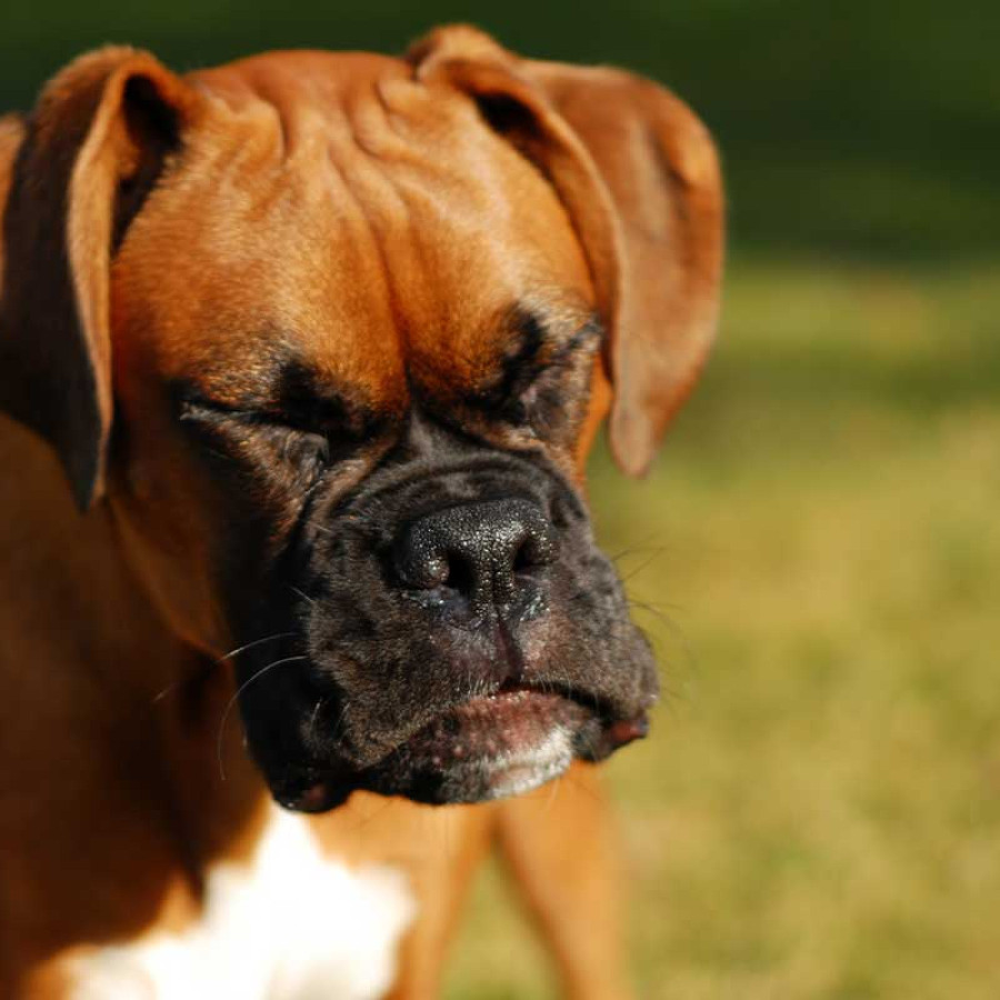 A brown dog on a lawn reverse sneezing.