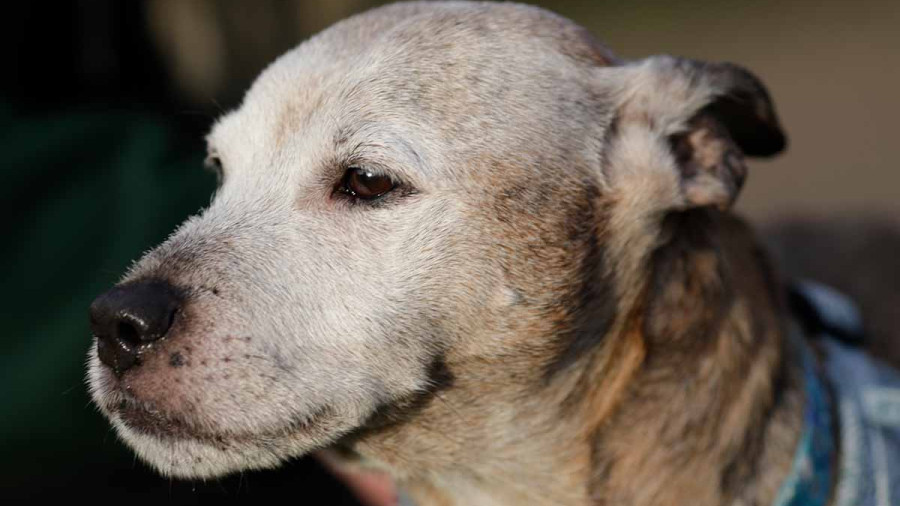A close-up profile shot of an older, mixed-breed dog looking to the left. The dog has thinning, light-colored fur around its face and muzzle, showing signs of aging or hair loss. It is wearing a blue patterned collar and a light blue harness.