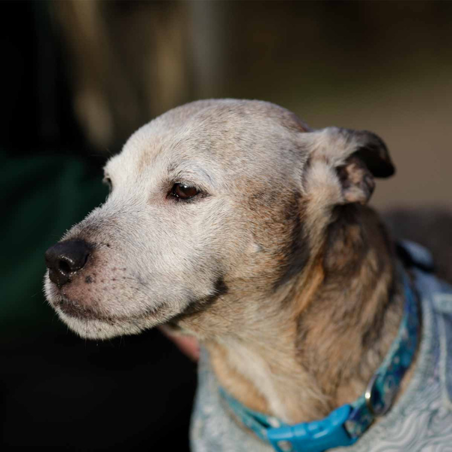 A close-up profile shot of an older, mixed-breed dog looking to the left. The dog has thinning, light-colored fur around its face and muzzle, showing signs of aging or hair loss. It is wearing a blue patterned collar and a light blue harness.