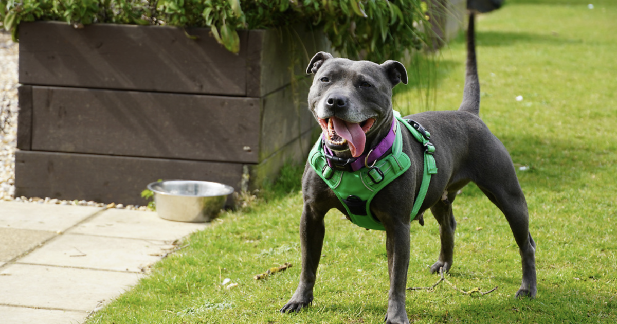 Staffordshire Bull Terrier Dog Breed | Temperament & Traits - Ask Woodgreen
