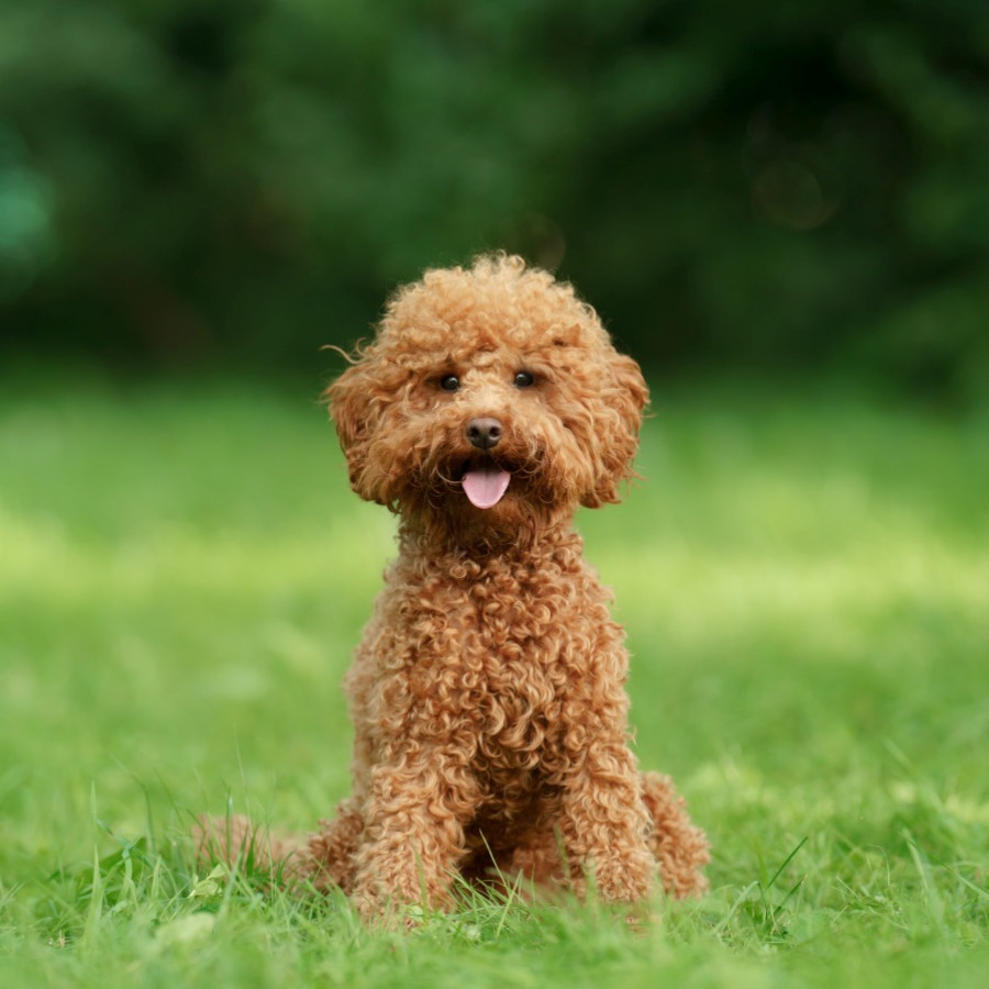 miniature breed