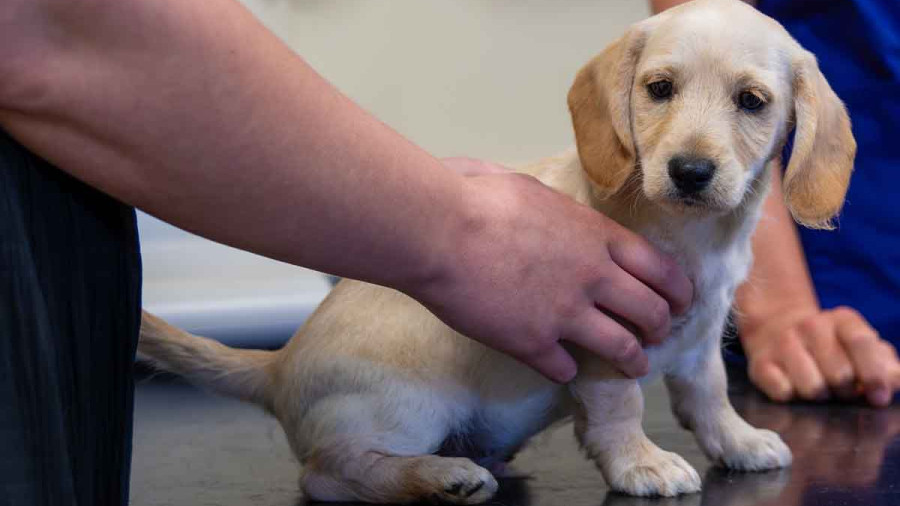 A small, cream-colored puppy sitting on a black examination table at a veterinary clinic. A person&rsquo;s hands are gently steadying the puppy, while a veterinary professional in blue scrubs stands in the background.
