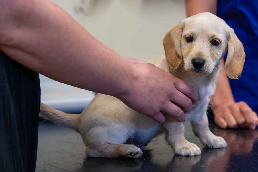 A small, cream-colored puppy sitting on a black examination table at a veterinary clinic. A person&rsquo;s hands are gently steadying the puppy, while a veterinary professional in blue scrubs stands in the background.