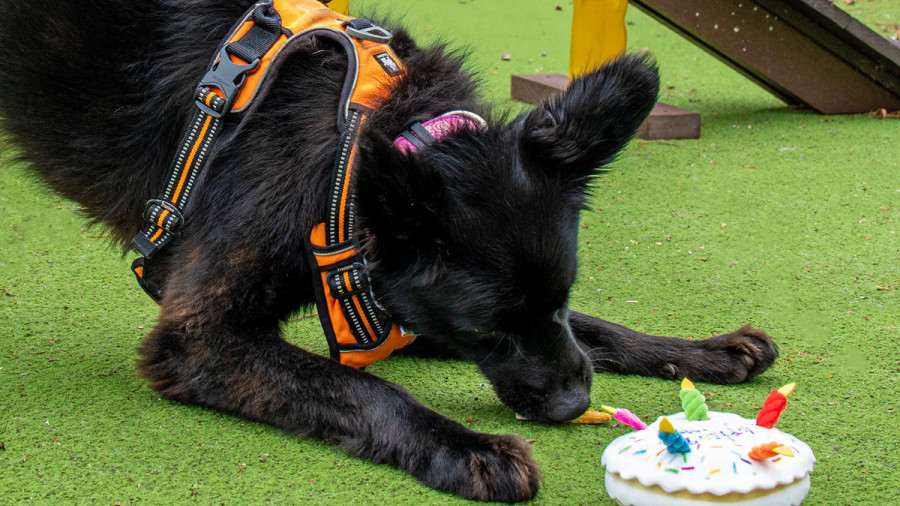 Dog playing with toy birthday cake on grass