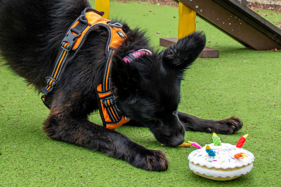 Dog playing with toy birthday cake on grass