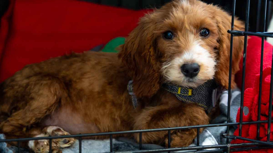 A landscape photo of a small ginger puppy with white facial markings lying down inside its crate at night. The puppy wears a grey tweed collar and looks toward the lens with a vulnerable expression. The crate is lined with grey and red bedding, creating a focused scene of a puppy trying to settle.