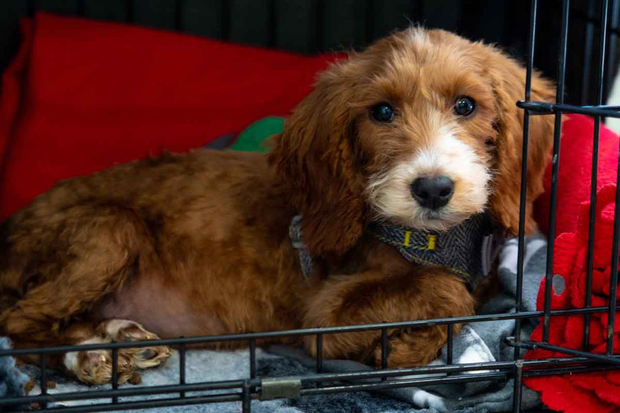 A landscape photo of a small ginger puppy with white facial markings lying down inside its crate at night. The puppy wears a grey tweed collar and looks toward the lens with a vulnerable expression. The crate is lined with grey and red bedding, creating a focused scene of a puppy trying to settle.