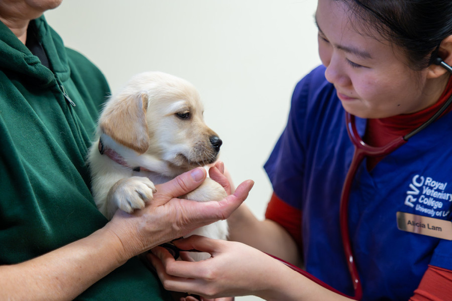 Golden labrador puppy being examined by Woodgreen veterinary staff