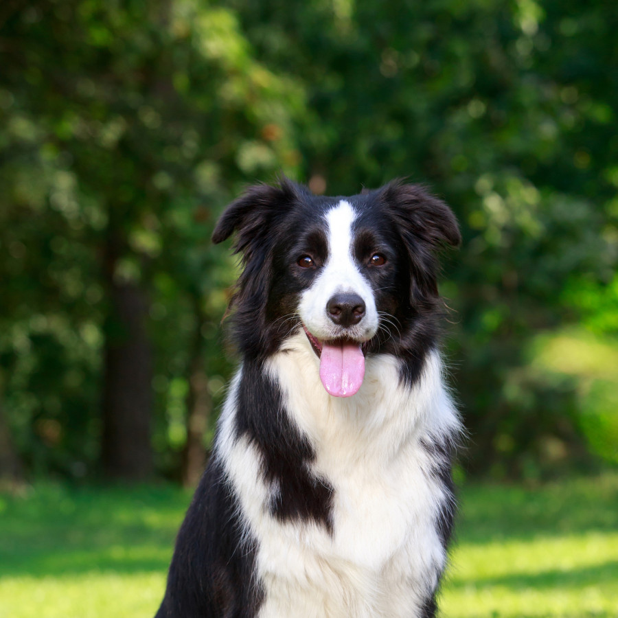 Border Collie Dog Breed Temperament Characteristics Ask Woodgreen