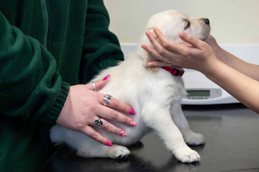 A side-profile view of a fluffy white puppy being held on a black veterinary examination table. One person in a green fleece is steadying the puppy's body, while another person's hands gently cradle the puppy&rsquo;s head. A digital pet scale is visible in the background.
