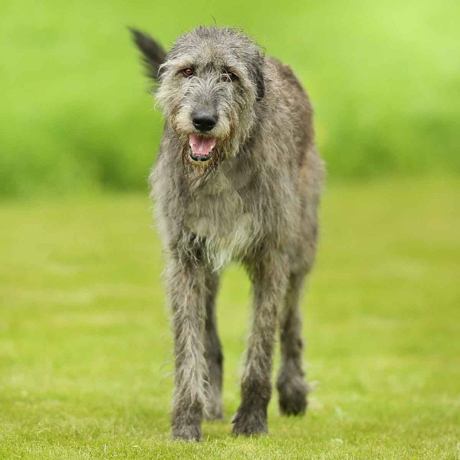 A tall, wire-haired Irish Wolfhound walking forward across a bright green lawn