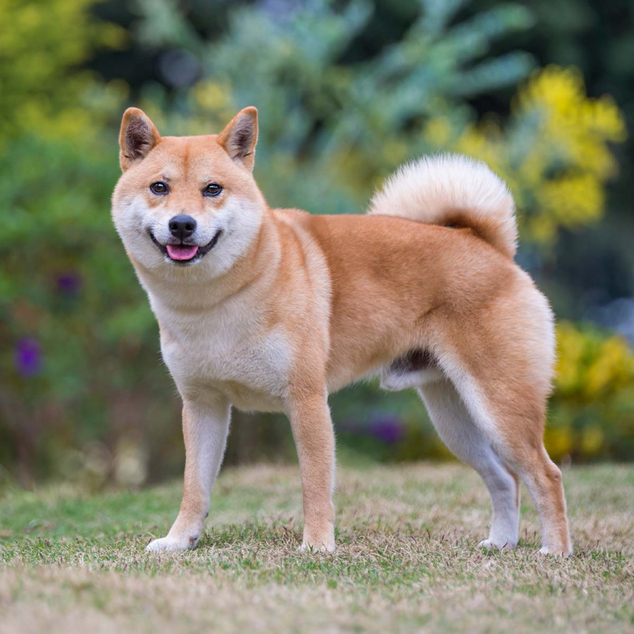 A tan and white Shiba Inu dog standing in a garden, featuring its signature curled tail and alert expression.