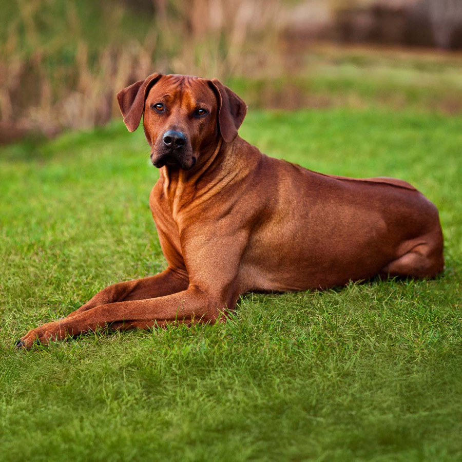 A Rhodesian Ridgeback dog with a sleek, reddish-brown coat lies alertly on a lush green lawn, its signature ridge of hair visible along its spine as it gazes directly at the camera.