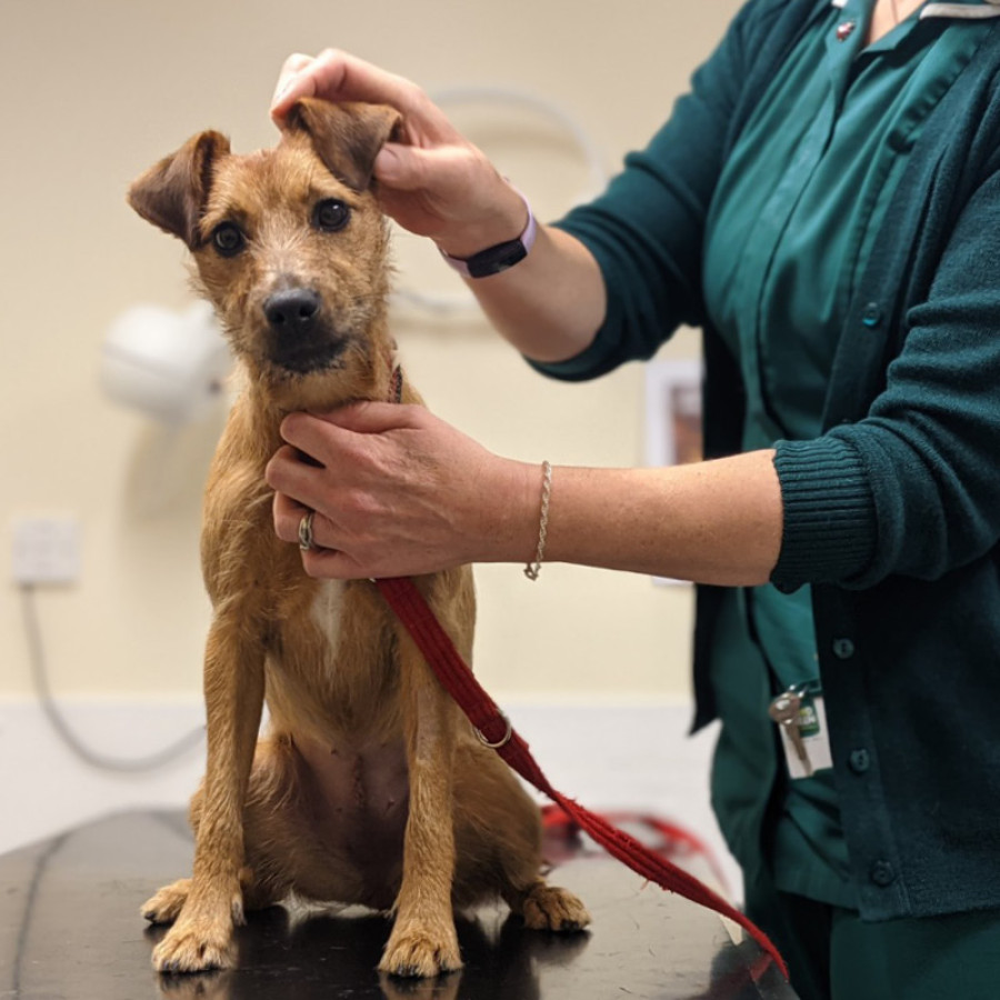 Terrier being examined for ear mites on surgical table by vet