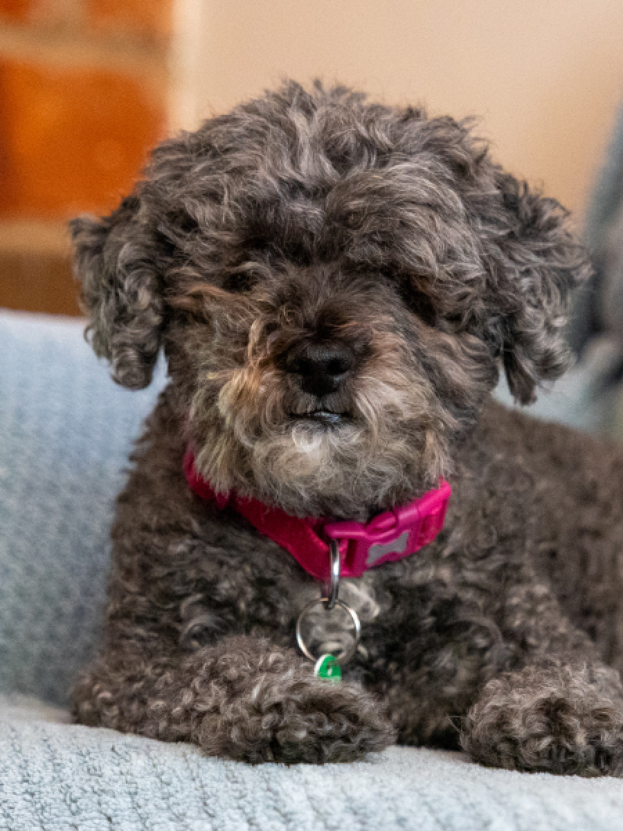 Brown poodle cross sitting on sofa