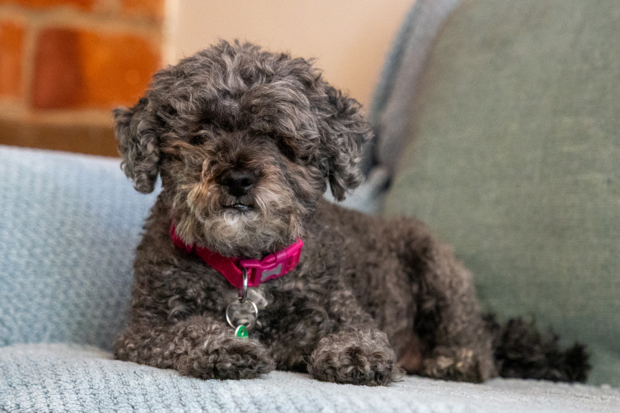 Brown poodle cross sitting on sofa
