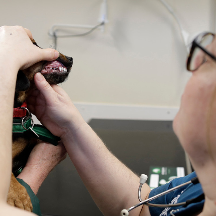 Dog having teeth examined by vet