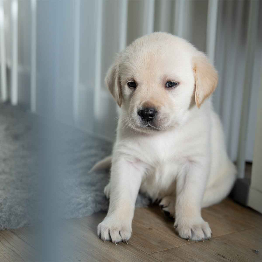 A small puppy sits on a wooden floor