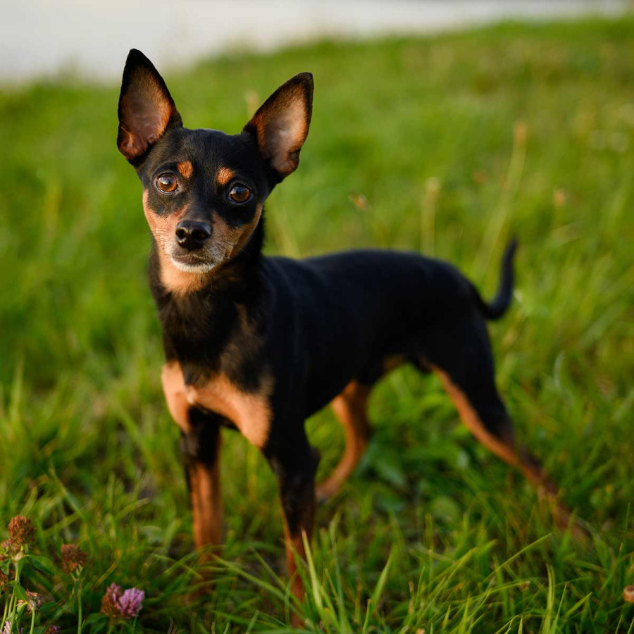 A small, short-coated, black and tan Miniature Pinscher dog stands facing the camera in a patch of green, sunlit grass. The dog's erect, pointed ears are pricked, and its big brown eyes are looking directly at the viewer. A tiny purple flower is in the lower left corner.