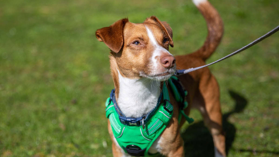 A small, brown and white dog wearing a bright green harness stands in the grass, looking off to the right. A leash is attached to the harness.