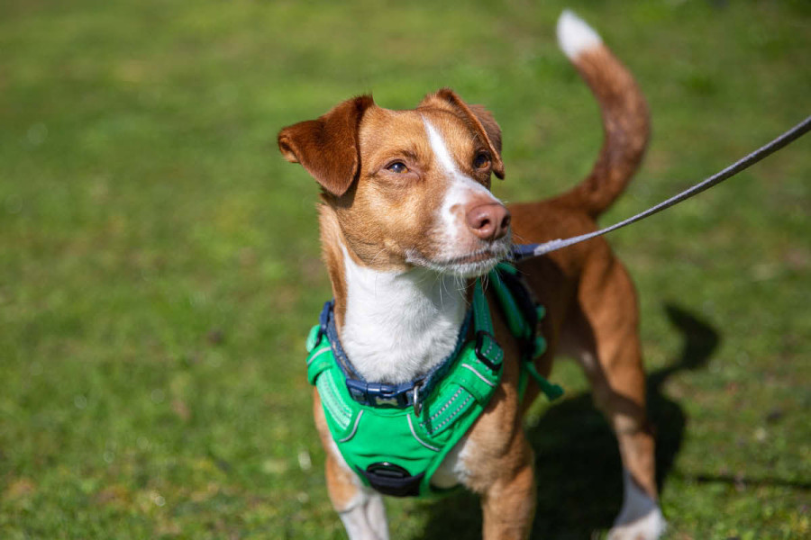 A small, brown and white dog wearing a bright green harness stands in the grass, looking off to the right. A leash is attached to the harness.