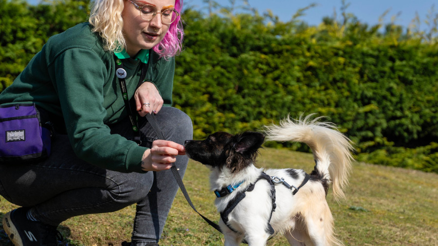 Small dog wags its tail while receiving a treat from a canine behaviourist
