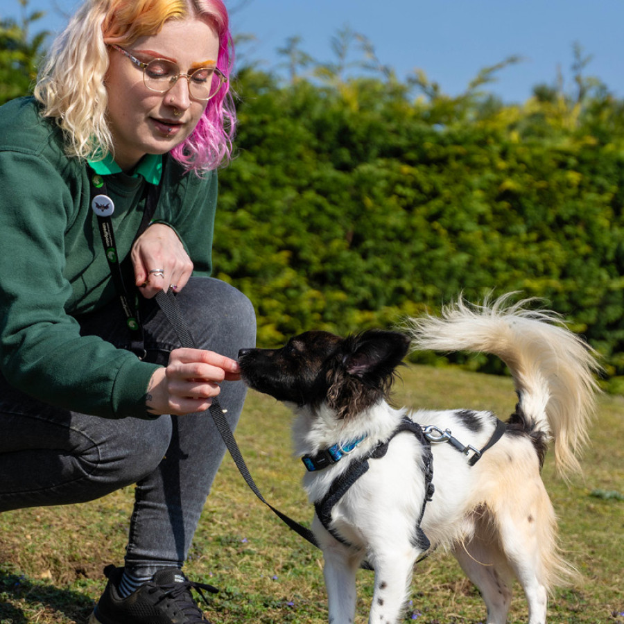 Small dog wags its tail while receiving a treat from a canine behaviourist