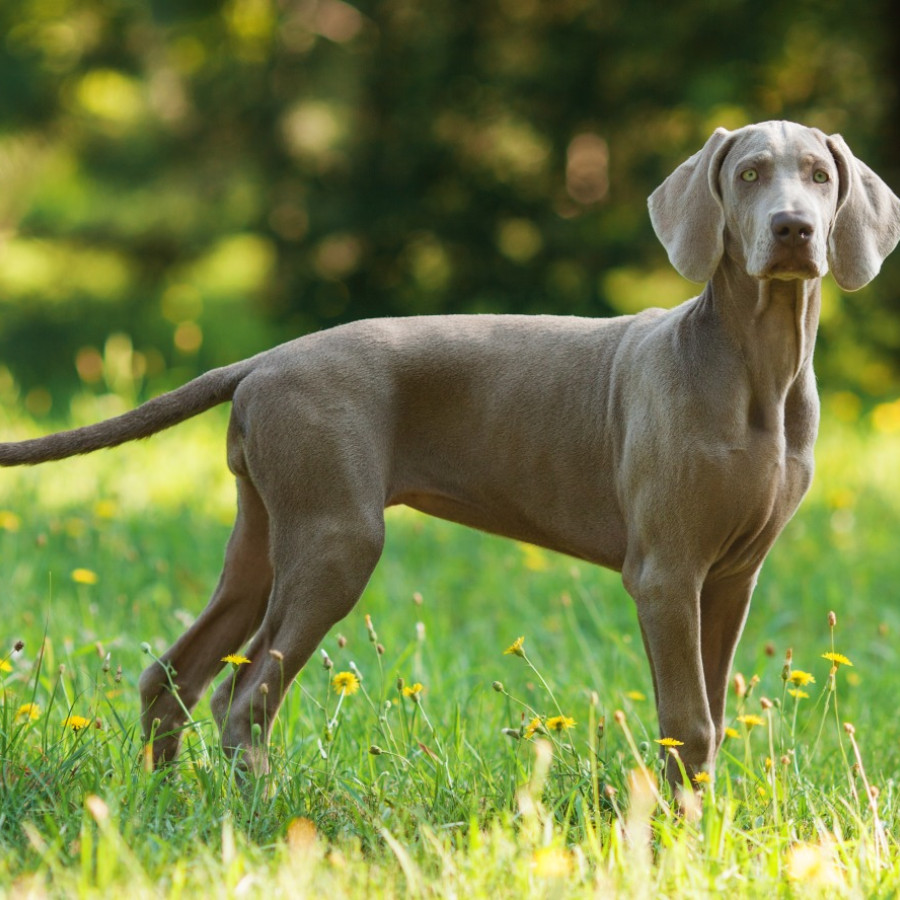 Weimaraner Dog Breed Temperament Traits Ask Woodgreen