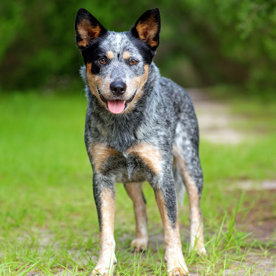 An Australian Cattle Dog standing outdoors in a grassy park setting, looking straight at the camera with erect ears, a mottling blue-grey and tan coat, and an open-mouthed, friendly expression.