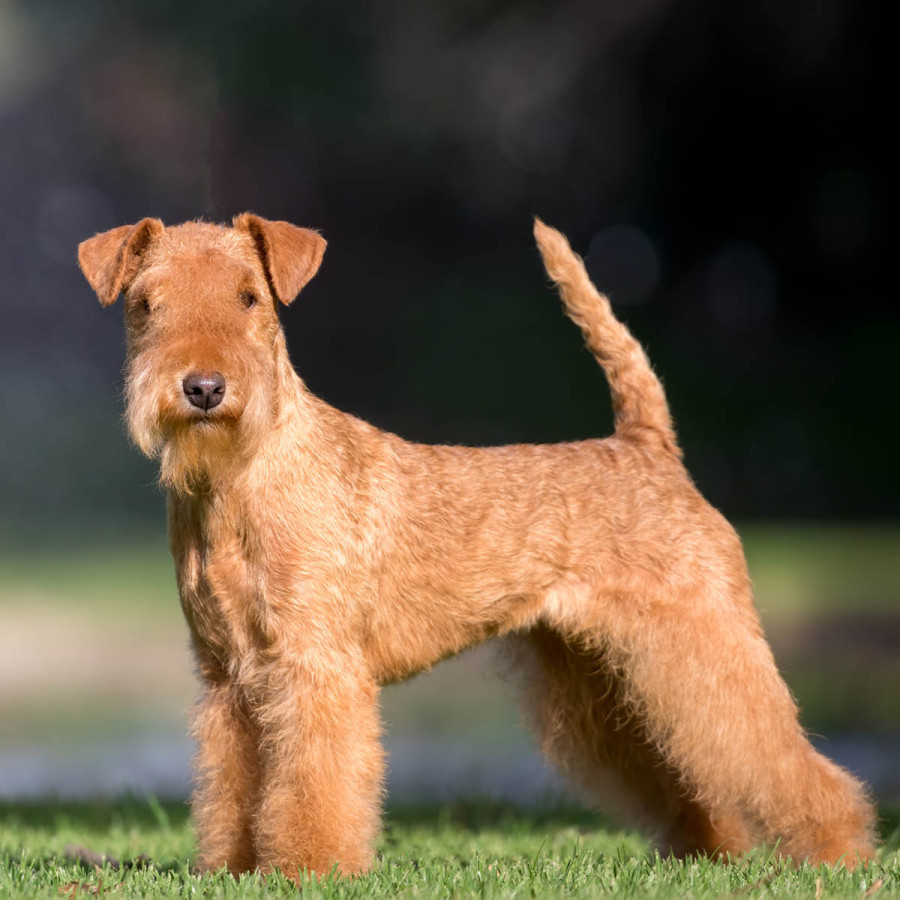 A wheat-colored Lakeland Terrier standing alert on green grass, showing off its wiry coat and distinctive beard.