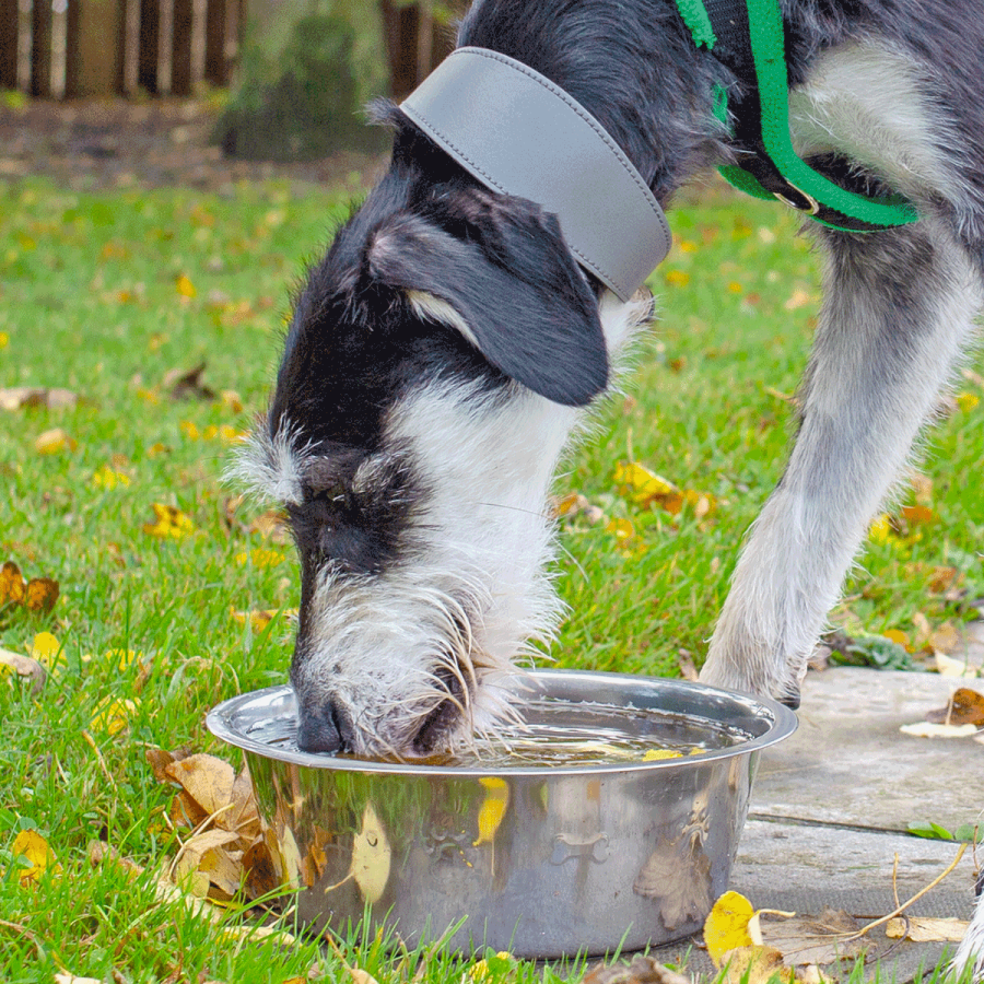 A wire-haired black and gray dog drinking water from a metal bowl outdoors on a grassy lawn.