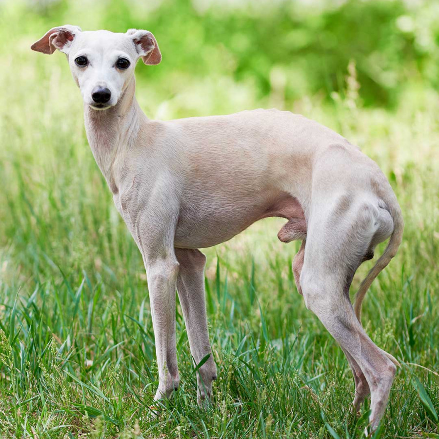 An white, Italian Greyhound standing in a field.