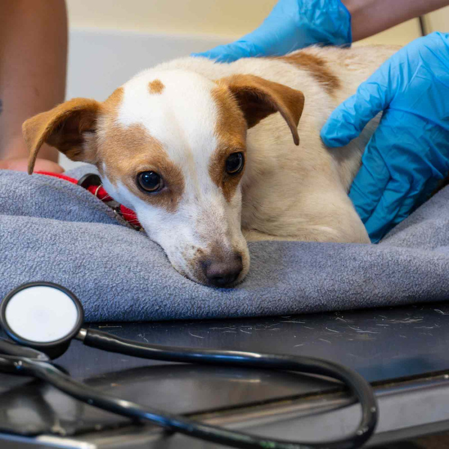 A close-up of a small, brown-and-white patterned dog lying calmly on a grey fleece blanket during a veterinary exam. A person wearing blue latex gloves is gently resting their hands on the dog's back. A black stethoscope lies in the foreground on the examination table.