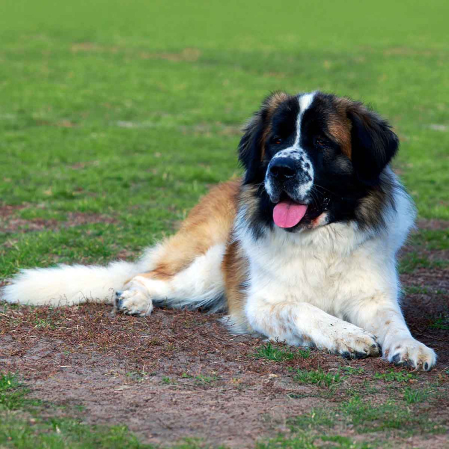 A large St. Bernard dog lying down in a grassy field with its tongue out