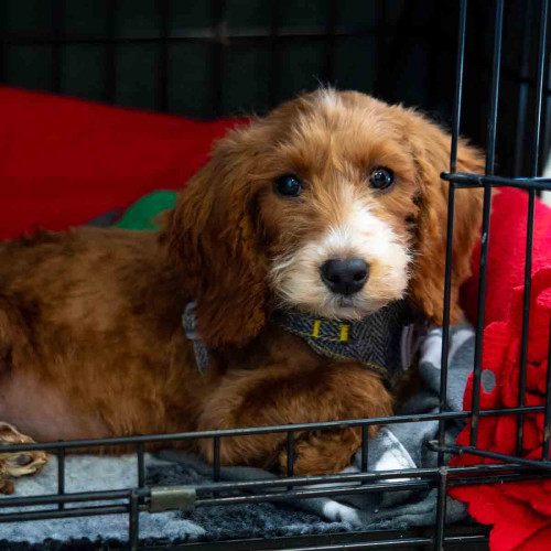 A close-up, square-frame photo of a young, ginger-colored Cockapoo puppy with a white muzzle, lying inside a black wire dog crate. The puppy has a wide-eyed, slightly sad expression, looking directly at the camera. It is resting on a grey patterned blanket with a red fleece visible in the background.