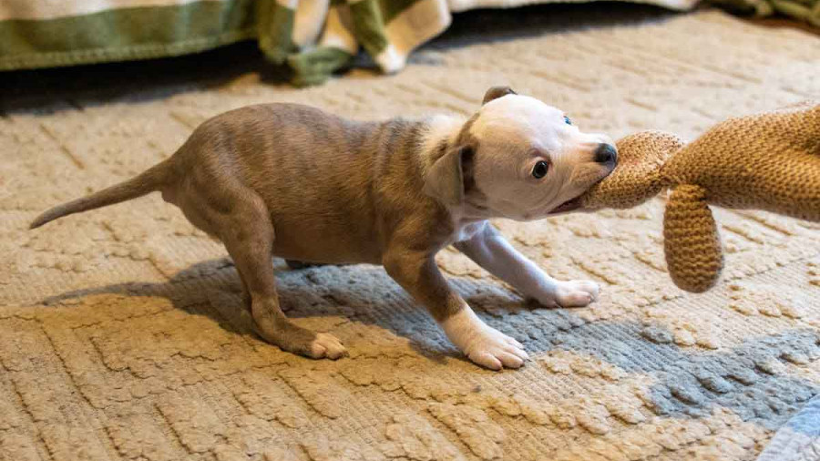 A small brindle and white puppy in a playful "play bow" position on a rug. The puppy is energetically tugging on a knitted brown plush toy, demonstrating natural mouthy play and early predatory motor patterns.