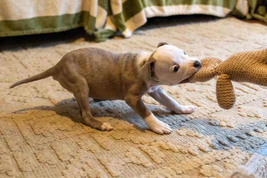 A small brindle and white puppy in a playful "play bow" position on a rug. The puppy is energetically tugging on a knitted brown plush toy, demonstrating natural mouthy play and early predatory motor patterns.