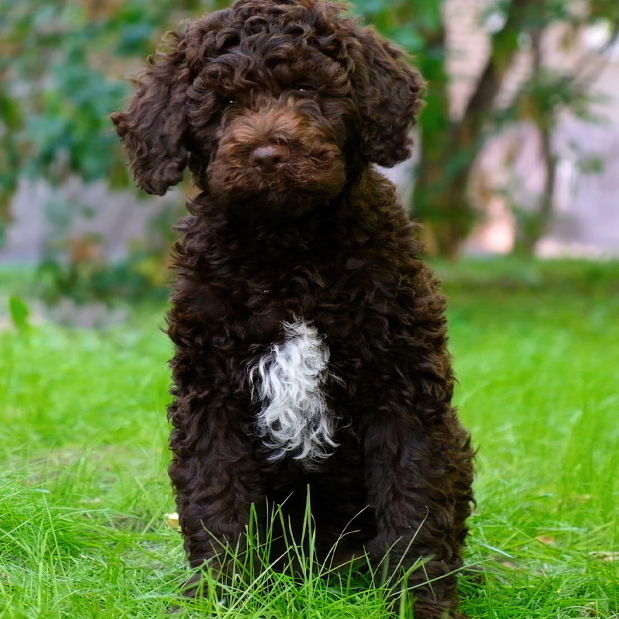 A fluffy brown Lagotto Romagnolo puppy sitting outdoors in green grass, featuring a dense, curly dark brown coat with a patch of white fur on its chest.