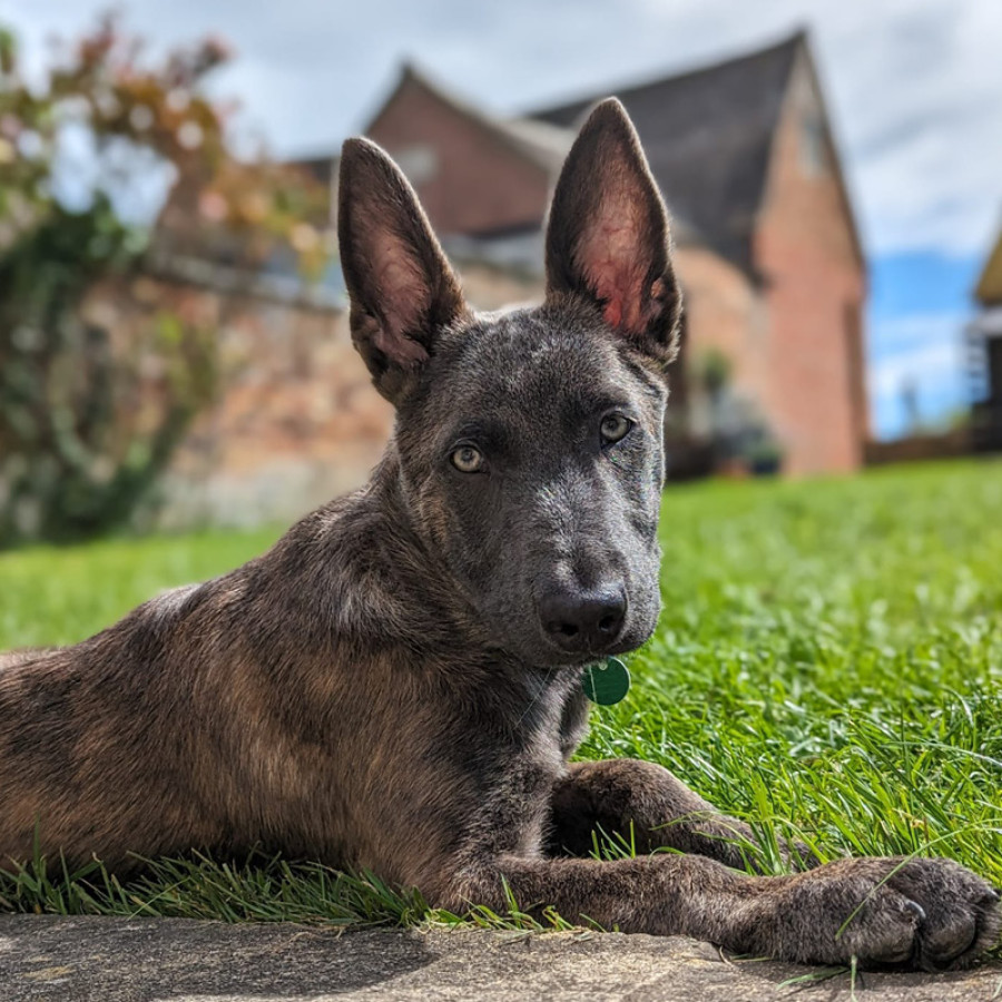 Dog laying outside in garden on the grass